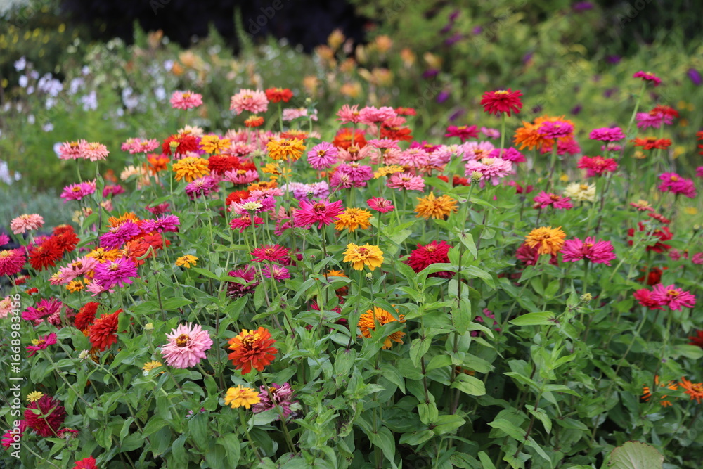 Naklejka premium Common zinnia or elegant zinnia in garden.