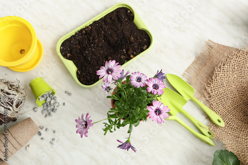 Pot with blooming plant, so...