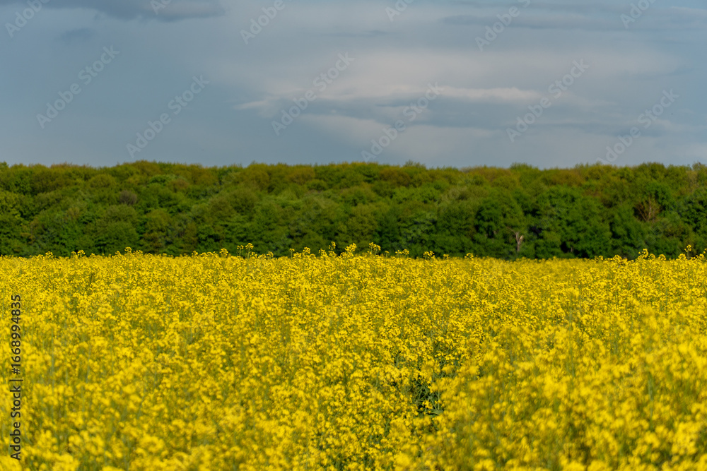 Obraz premium Vibrant yellow field blooms under a clear sky beside a lush green forest in early spring