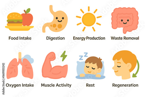 Metabolism Cycle Icons. Flat vector mini-illustrations metabolism cycle in colors children's illustrations: food intake, digestion