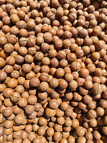 Freshly harvested macadamia nuts spread out under the sun for drying at a farm in Hawaii