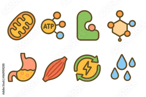 Metabolism Miniatures. Flat vector mini-illustrations metabolism in colors children's illustrations: mitochondria, ATP molecule,