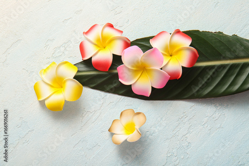 Beautiful plumeria flowers ...