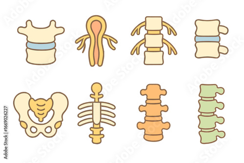 Colorful Spine Anatomy. Flat vector mini-illustrations spine anatomy in colors children's illustrations: vertebrae, spinal cord,