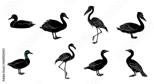 Diverse Avian Collection: Black Silhouettes of Aquatic Birds on White