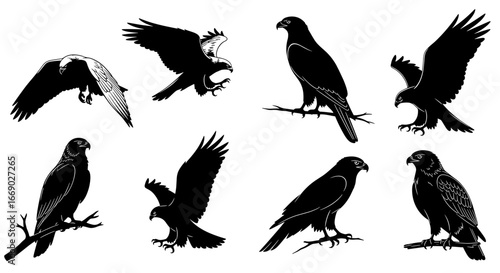 Majestic Eagle Silhouettes Collection: Birds of Prey in Flight and Perch
