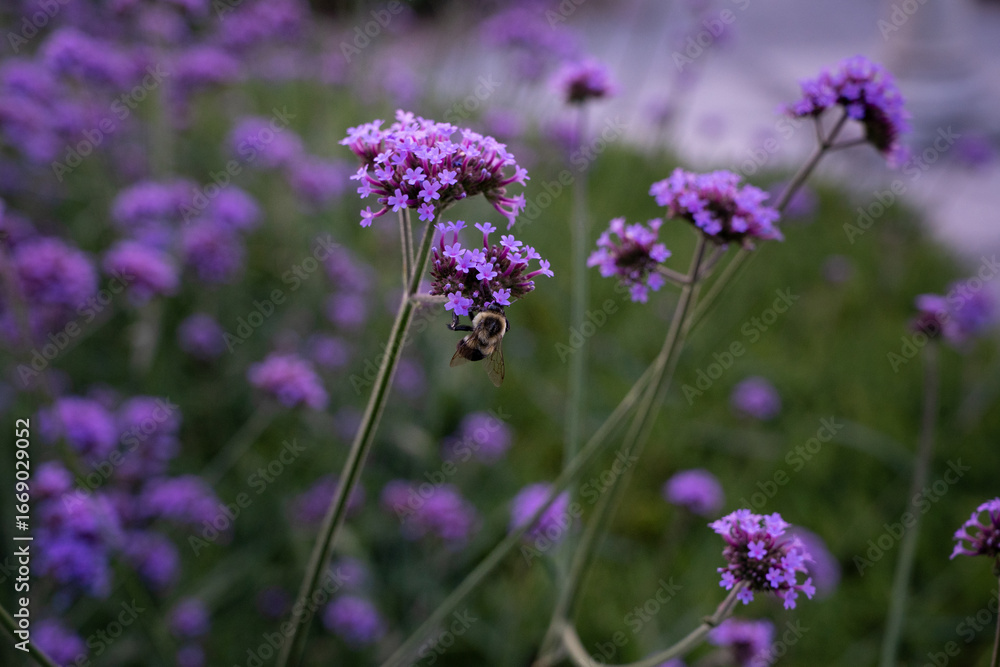 Obraz premium Purple flowers pollenated by a bee