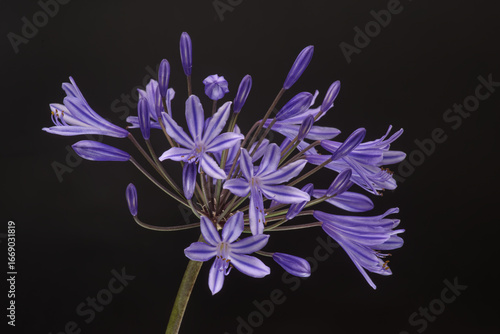 Une inflorescence d'Agapanthe bleue photographiée sur un fond noir
