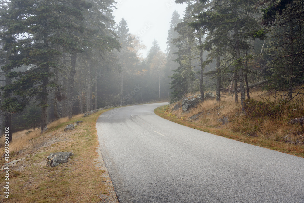 Fototapeta premium Deserted curvy forest road shrouded in fog in autumn