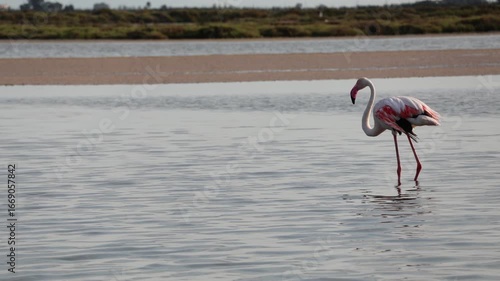 Flamingo (Phoenicopterus roseus) feeding in Delta del Ebro wetland, sustainable tourism in Catalonia, Spain, 4K video 