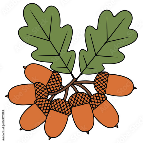 Forest herbarium acorns leaves vector illustration isolated on white background