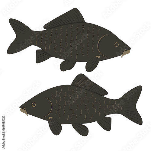 In the Czech Republic, two large Cyprinus carpio, also known as carp, swim near the dam wall of Bystricka on a sunny autumn day