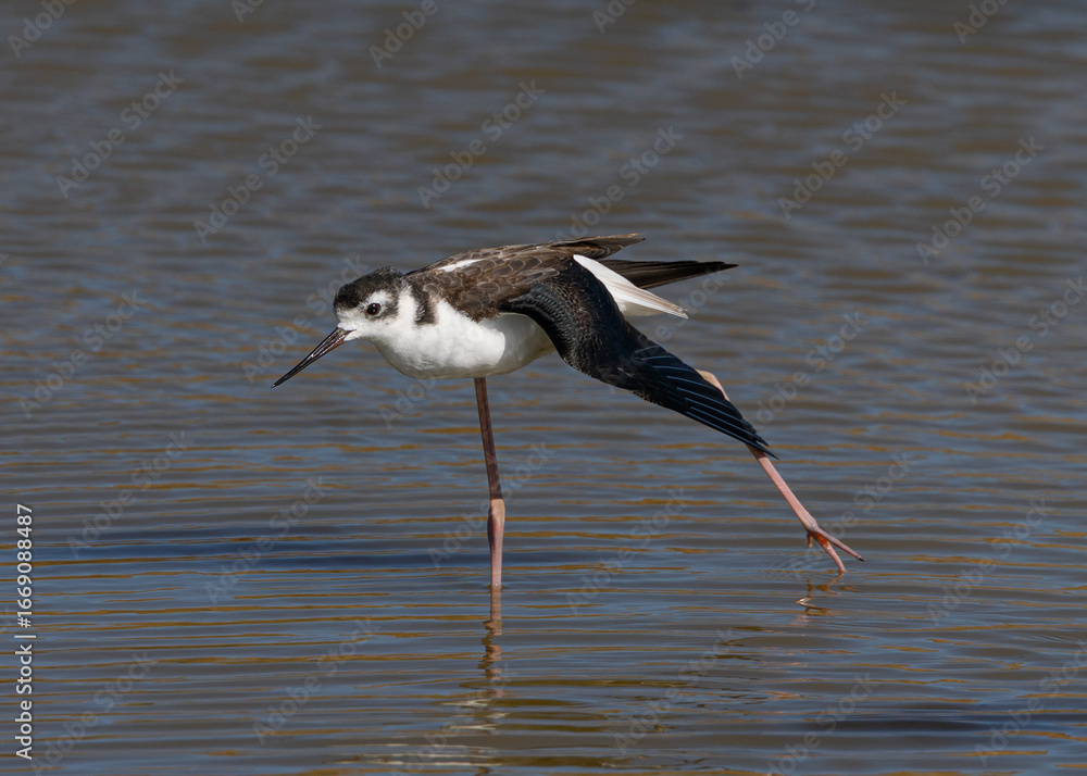Fototapeta premium Black-necked stilt stretching his leg, seen in a North California marsh 