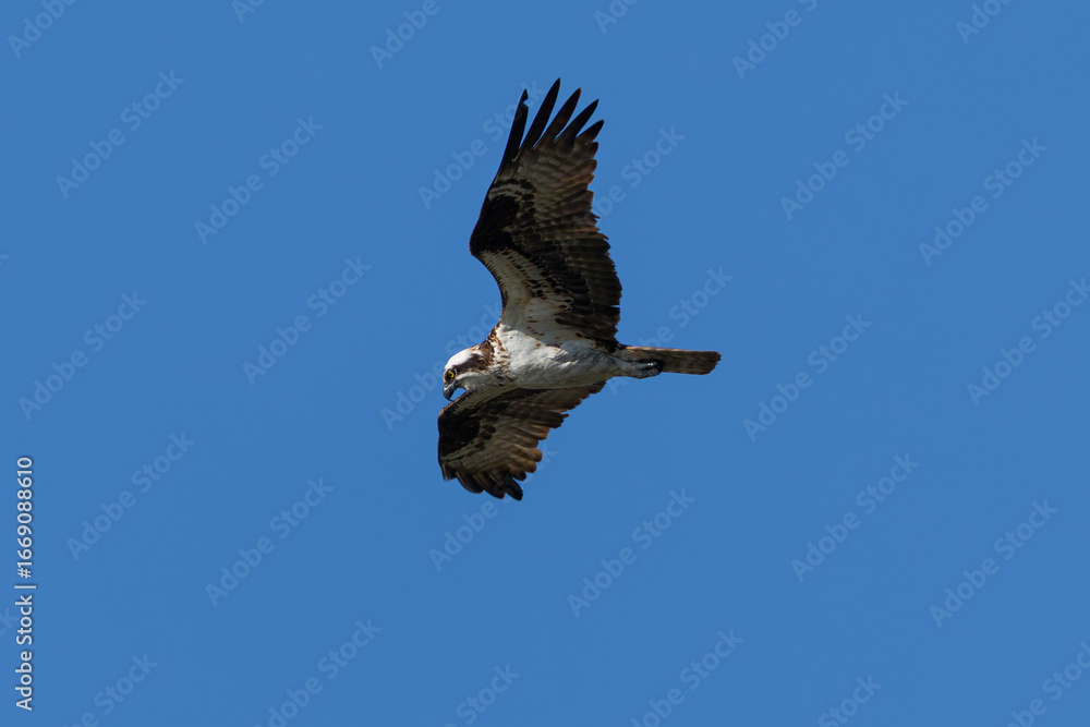 Obraz premium Very close view of an Osprey (sea hawk) flying in beautiful light, seen in the wild in California.