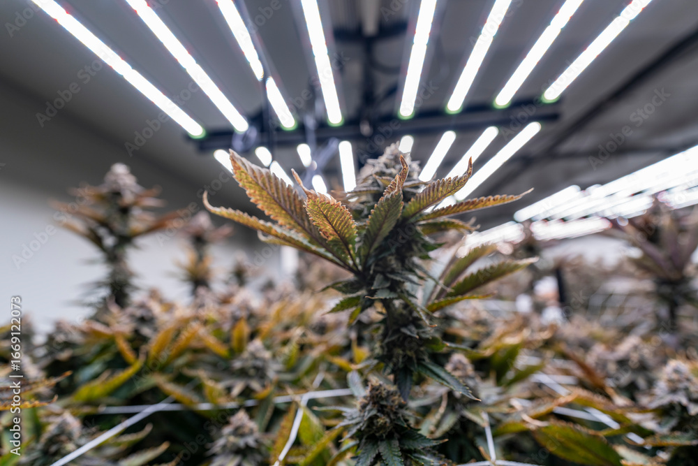 Obraz premium Close up of a cannabis indoor cultivation facility with LED grow lights. The plants are supported by trellis netting for optimal growth. Modern agriculture and sustainable farming techniques.