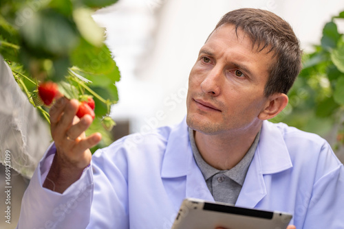 Quadro em tela agricultural researcher analyzes strawberry plants in a high-tech greenhouse