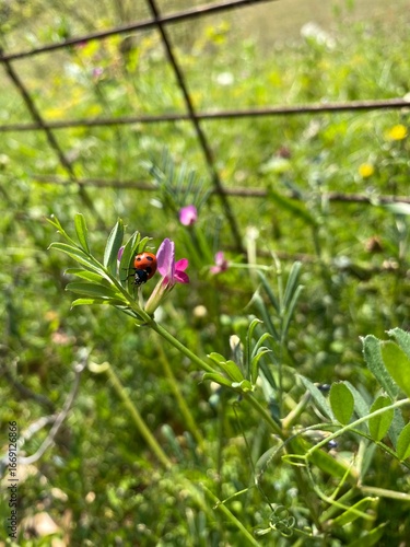 Wallpaper Mural 草花にとまるテントウムシ Torontodigital.ca