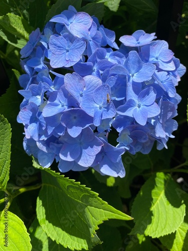 Wallpaper Mural 青く咲く紫陽花の花 Torontodigital.ca