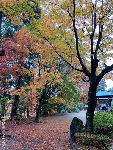Wallpaper Mural 落ち葉が広がる紅葉の遊歩道 Torontodigital.ca