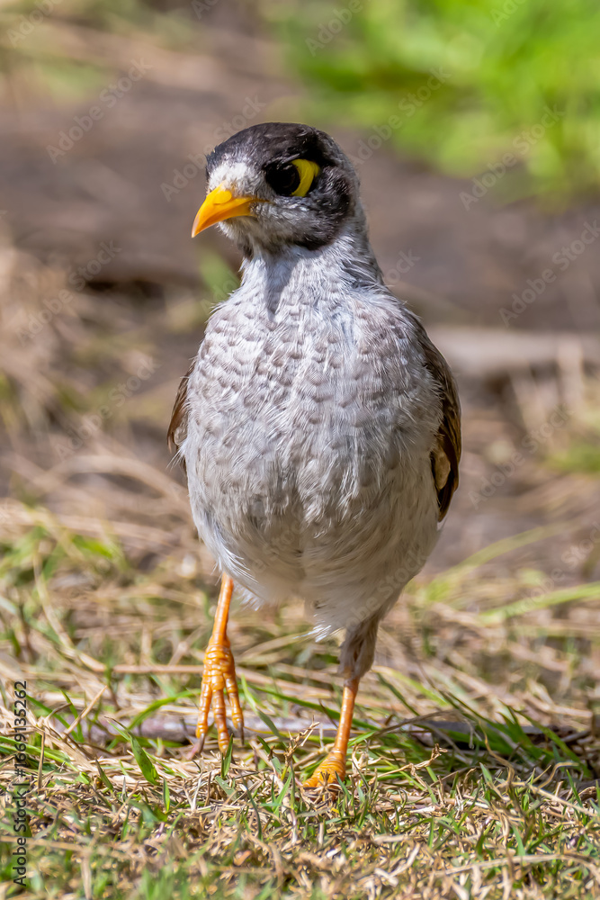 Obraz premium Noisy miner bird on the grass