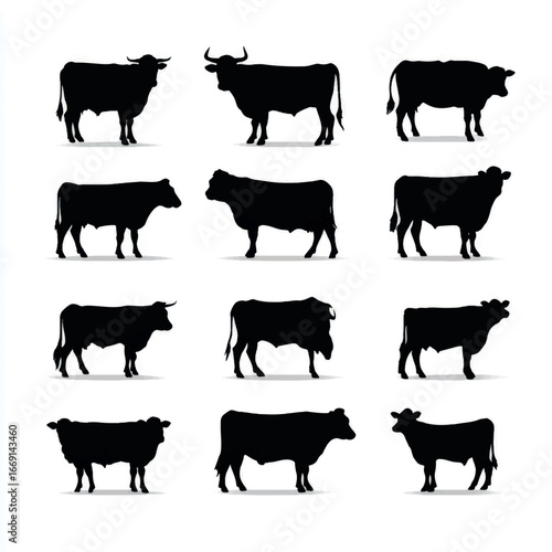 Angus cow silhouette set, Black & White silhouette set
