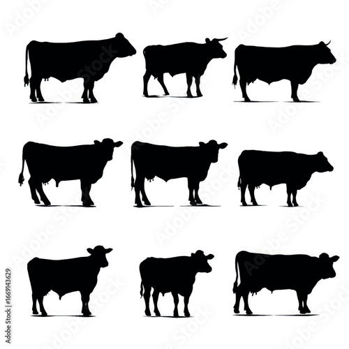 Angus cow silhouette set, Black & White silhouette set