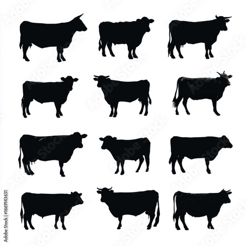 Angus cow silhouette set, Black & White silhouette set