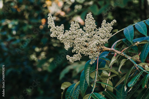 Shining sumac berries