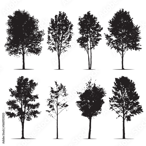 Aspen tree silhouette set, Black & White silhouette set