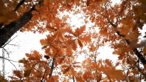 A cinematic video of an autumn forest with the camera facing upward