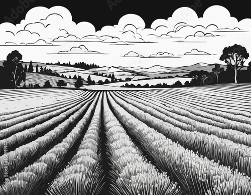 Lavender field, summer landscape.