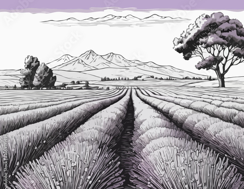 Lavender field, summer landscape.
