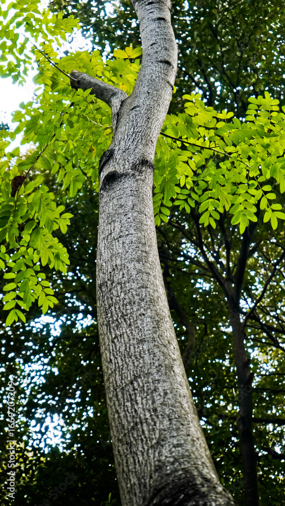 Fototapeta premium Close-up view of the suren tree (Toona sureni) in the tropical forest, Manggala Wanabakti Arboretum, Jakarta