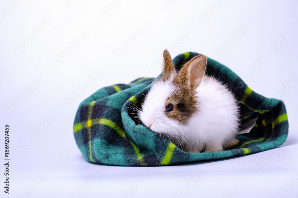 Naklejka premium A healthy lovely white bunny easter rabbit posing, standing on white background. Cute fluffy rabbit on white background Lovely mammal with beautiful bright eyes in nature life. Easter animal concept.