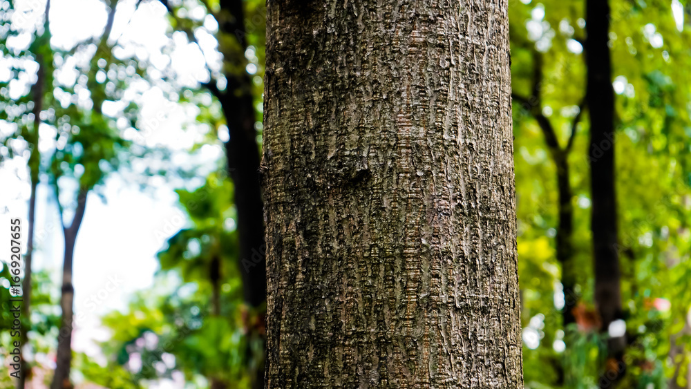 Obraz premium Close-up view of the suren tree (Toona sureni) in the tropical forest, Manggala Wanabakti Arboretum, Jakarta
