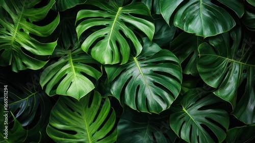 Wallpaper Mural Lush Monstera leaves background. Tropical backdrop.  Natural backdrop.  Botanical image.  Possible use nature print, wallpaper, website background Torontodigital.ca