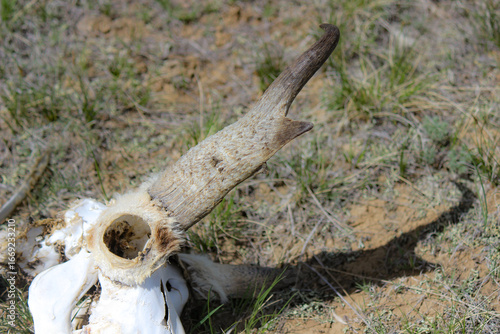 Pronghorn antelope skull in grassland prairie in Wyoming