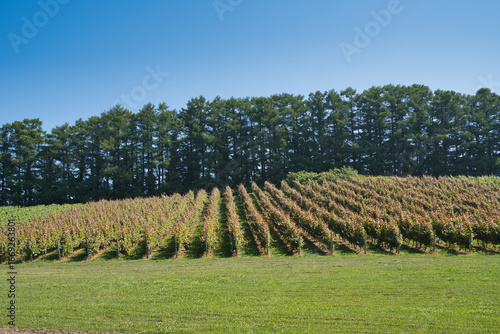 Wallpaper Mural 夏のブドウ畑と防風林 Torontodigital.ca