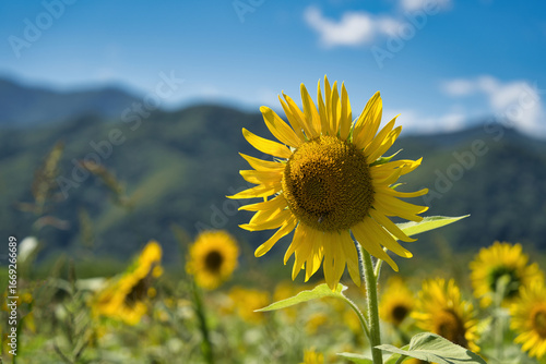 Wallpaper Mural 青空にヒマワリ Torontodigital.ca