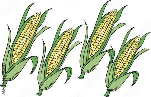 Freshly harvested yellow sweet corn on a stalk with green leaves