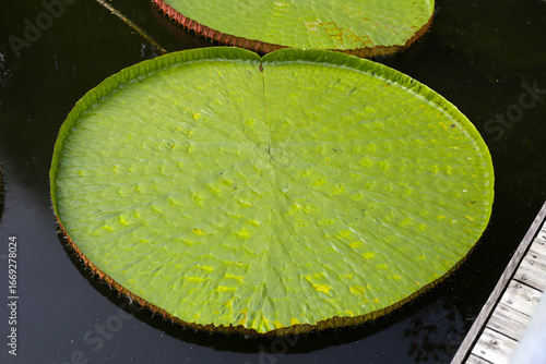 Quadro em tela Victoria or giant waterlily is a genus of water-lilies
