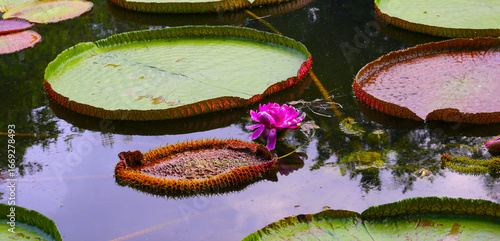 Принти на полотні Victoria or giant waterlily is a genus of water-lilies