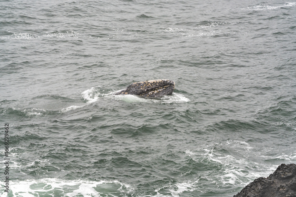 Obraz premium Gray Whale, Eschrichtius robustes, on the surface of Depoe Bay along the Oregon coast.