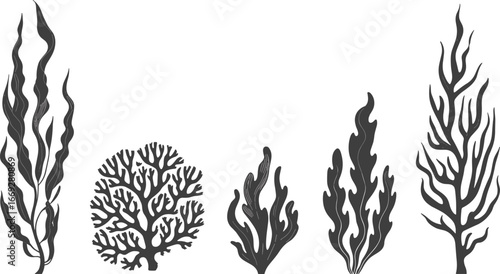 Seaweed silhouette, coral reef vector, underwater plant design, ocean algae drawing, marine nature illustration, black sea plant artwork, tropical aquatic elements