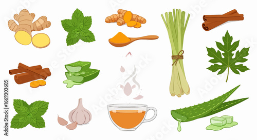 Herbal and Spices Vector Set for Natural Wellness and Everyday Remedies