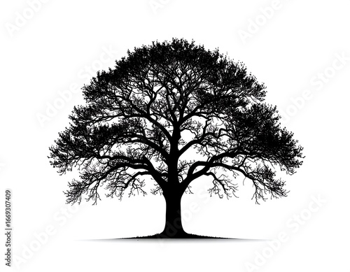 Silhouette of a mature tree