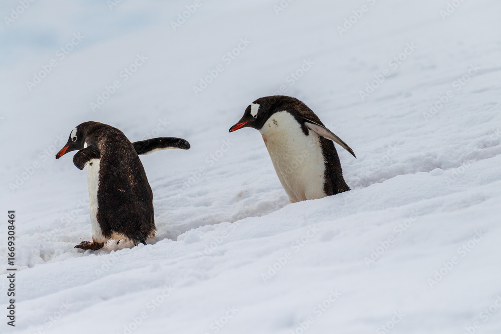 Fototapeta premium Close-up of a group of Gentoo Penguins -Pygoscelis papua- walking along a penguin highway in a snowy landscape of the colony at Danco island, on the Antarctic Peninsula