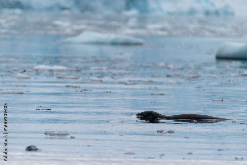 Fototapeta premium Telephoto of a hunting leopard seal - Hydrurga leptonyx, near Danco Island, on the Antarctic Peninsula