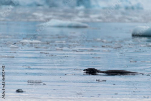 Wallpaper Mural Telephoto of a hunting leopard seal - Hydrurga leptonyx, near Danco Island, on the Antarctic Peninsula Torontodigital.ca