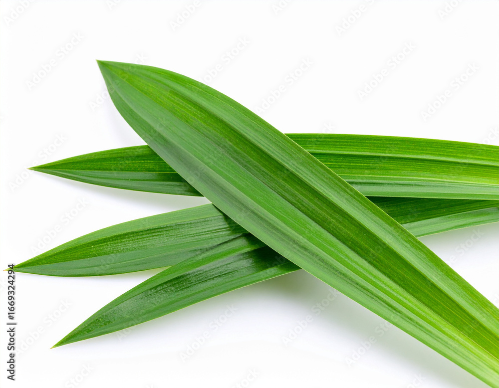Obraz premium fresh green pandan leaves